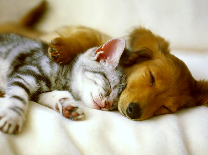 Cani e gatti amici