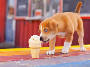 Cani e gelato