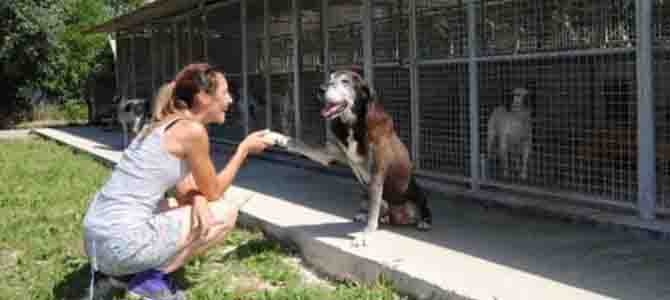 Come far funzionare un canile 3 e1460472566161