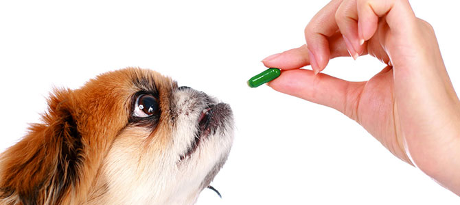 Psicofarmaci e cani