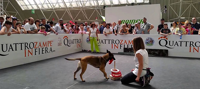 Pet protagonisti a Quattro Zampe in Fiera