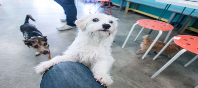 Apre a Los Angeles il Dog Cafè, il caffè dei randagi