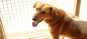 adozione a distanza di un cane mondofido e1460323825345