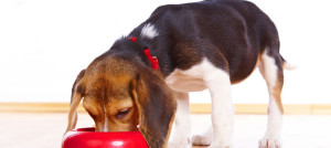 alimentazione cani 1