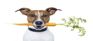 alimentazione cani