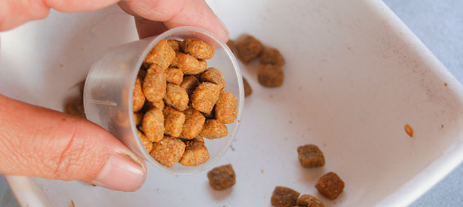 allergie alimentari cane