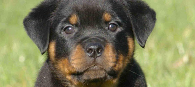 anagrafe canina