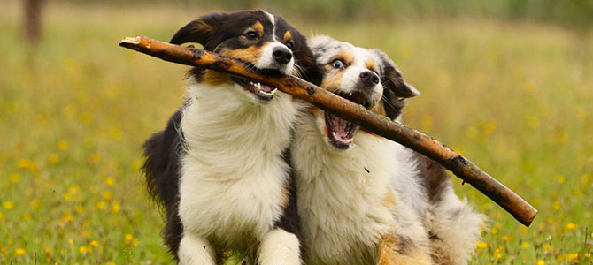 bastoni cani