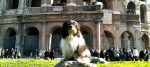 cane a roma