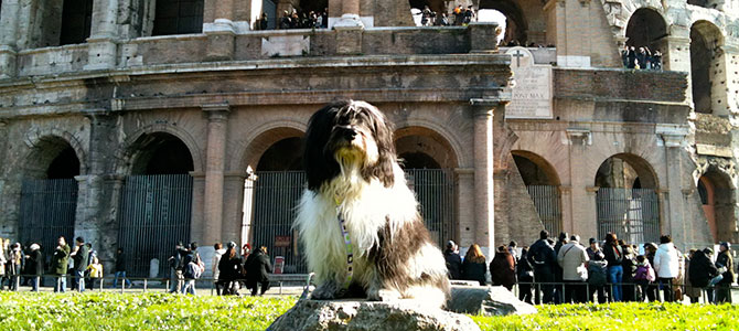 cane a roma