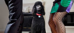 cane coppia divorzio
