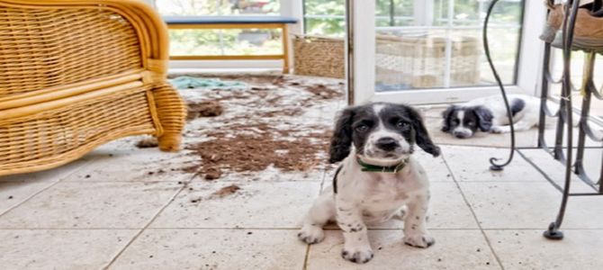 cane disastri