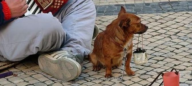 Torino, cani liberati dall’accattonaggio