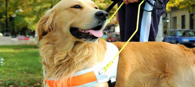 Cani abbandonati a lezione per diventare cani guida