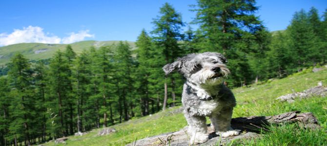 Andare in montagna con il cane