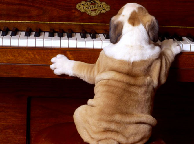 cane piano