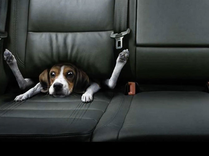 cane spaventato
