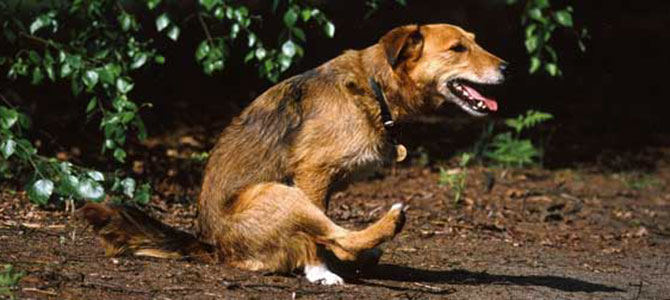 cane striscia sedere per terra