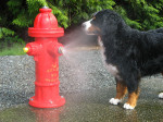 cani acqua