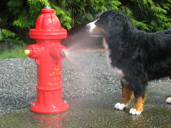 cani acqua