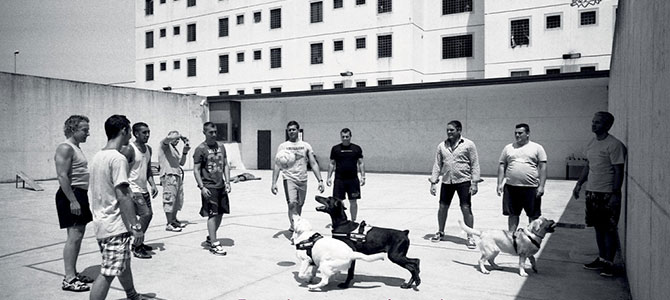 cani dentro carcere di bollate