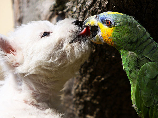 Cani, cibo e… pappagalli