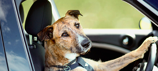 cani in auto