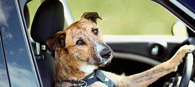 Trasporto dei cani e Codice della Strada