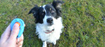 clicker training