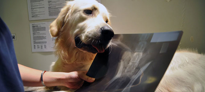 displasia anca cane
