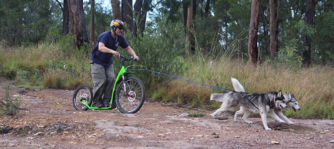dog scootering