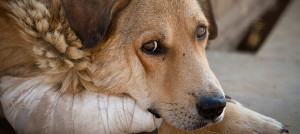 maltrattamenti lola e dolce