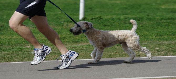 Maratona a sei zampe