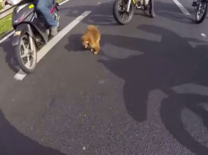 motocilisti cane abbandonato