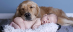 pet education 1