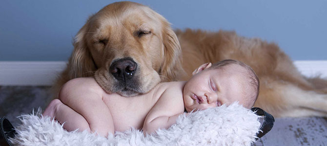 pet education 1