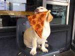 pizza gnam