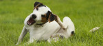 prurito nel cane