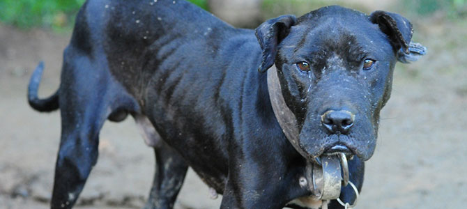 Uno psicologo per curare i cani costretti a combattere