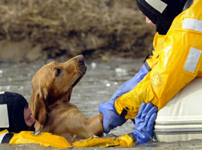 Chi salva un cane, salva il mondo