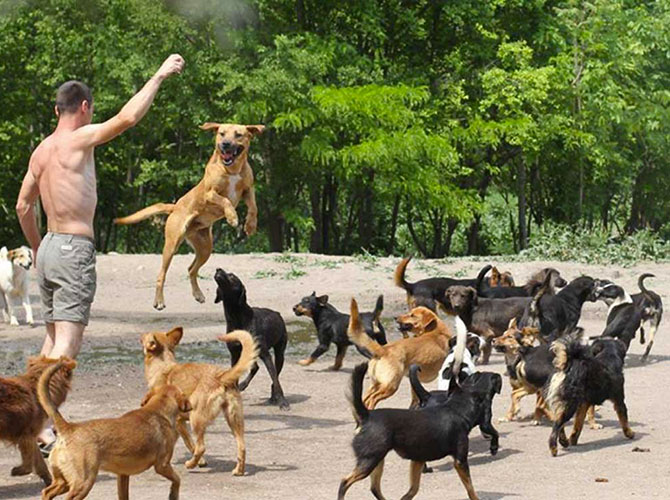 Il santuario dei cani in Serbia