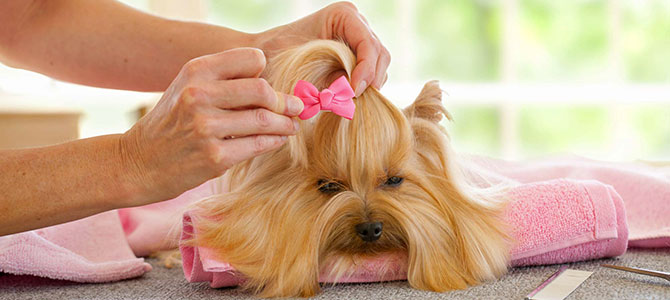 spa per cani