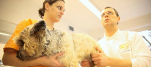 stato febbrile nel cane