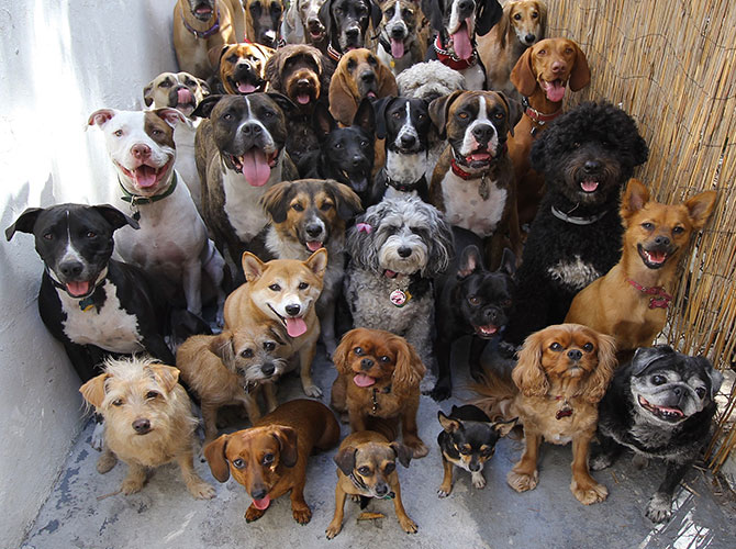 tanti cani