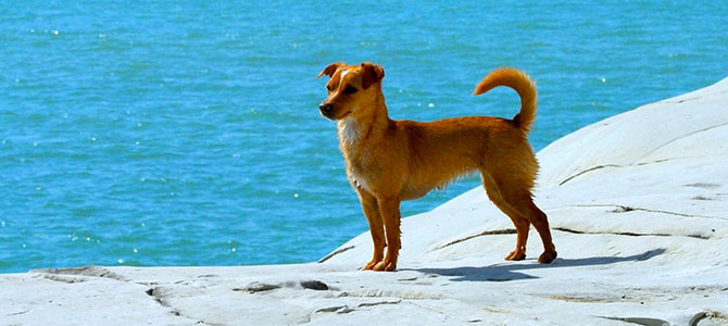 vacanze cani palermo