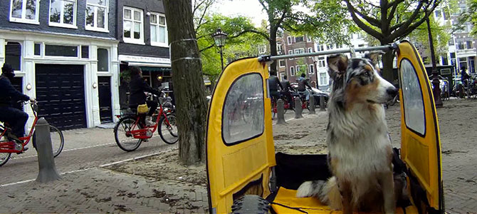 viaggio amsterdam cane