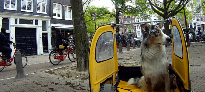 Viaggiare ad Amsterdam con il proprio cane