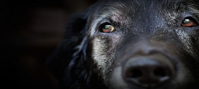 Cani anziani: che succede a un cane che invecchia?