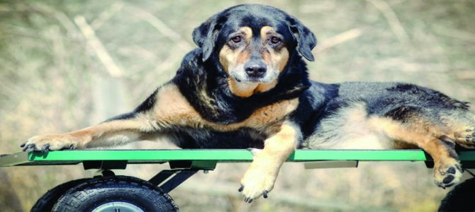 150 euro  a chi adotta un cane anziano