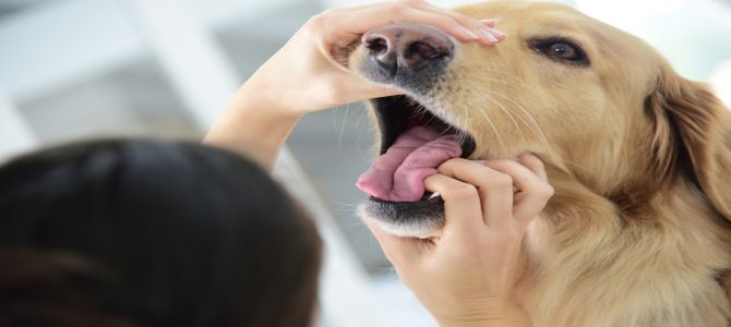 Denti sani, cane sano